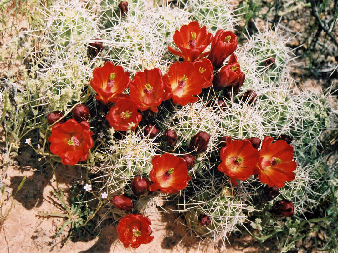 Echinocereus cactus