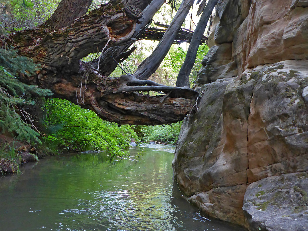 Leaning tree