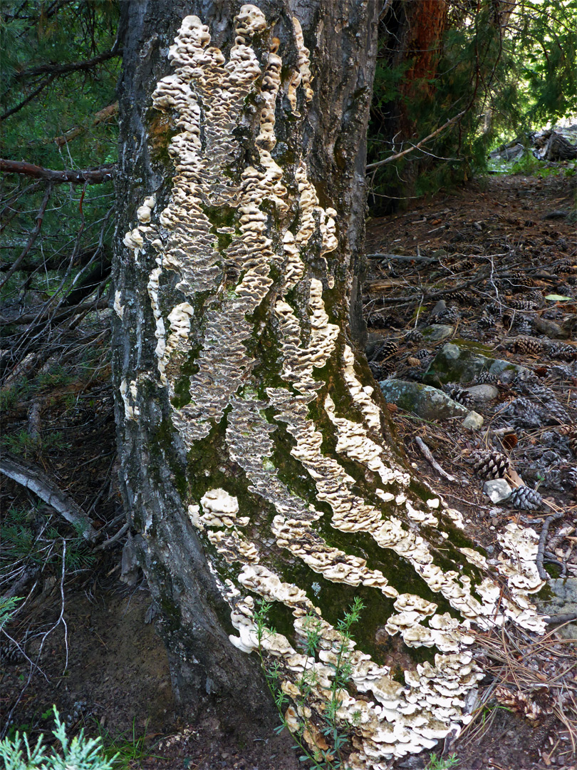 Fungus