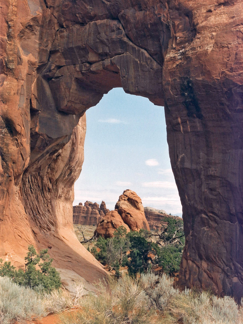 Pine Tree Arch