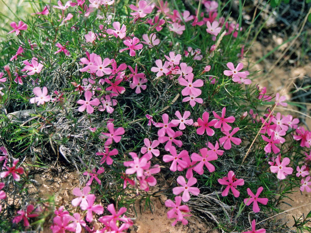 Small flowers