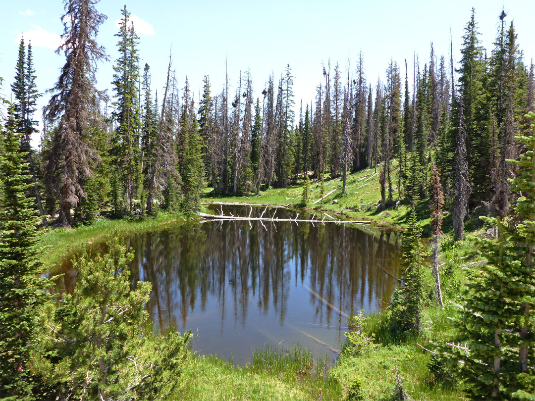 Reflections on a pond