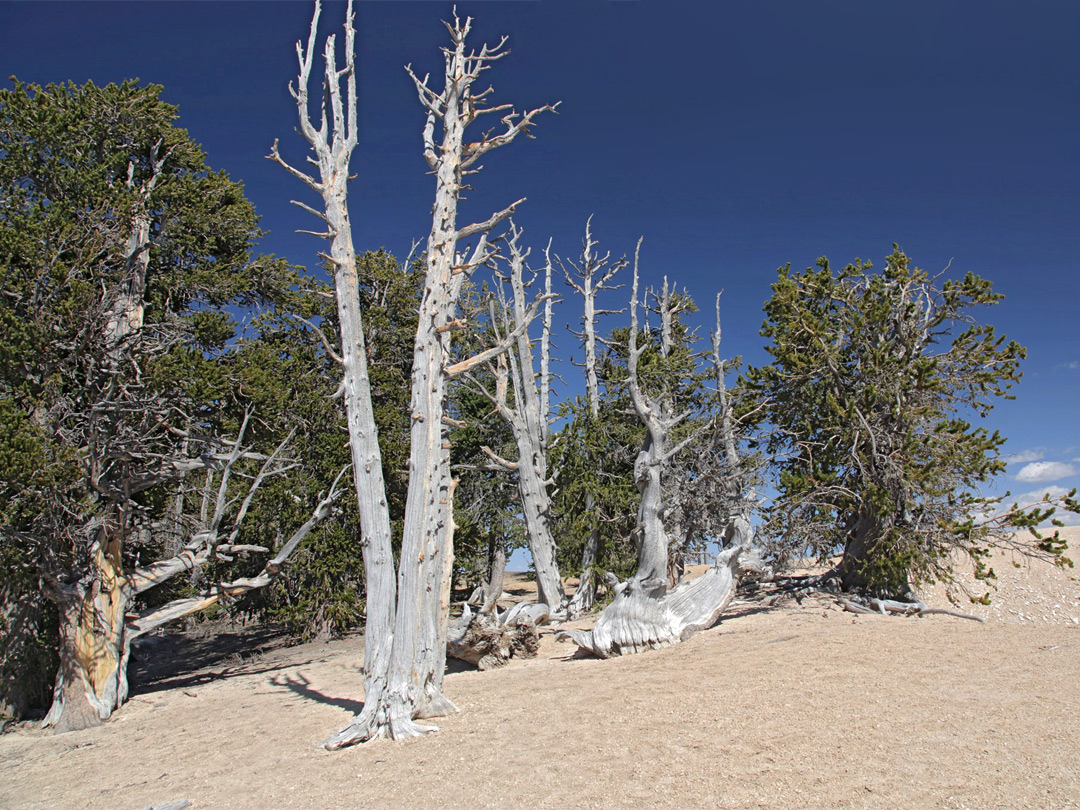 Bristlecone pines