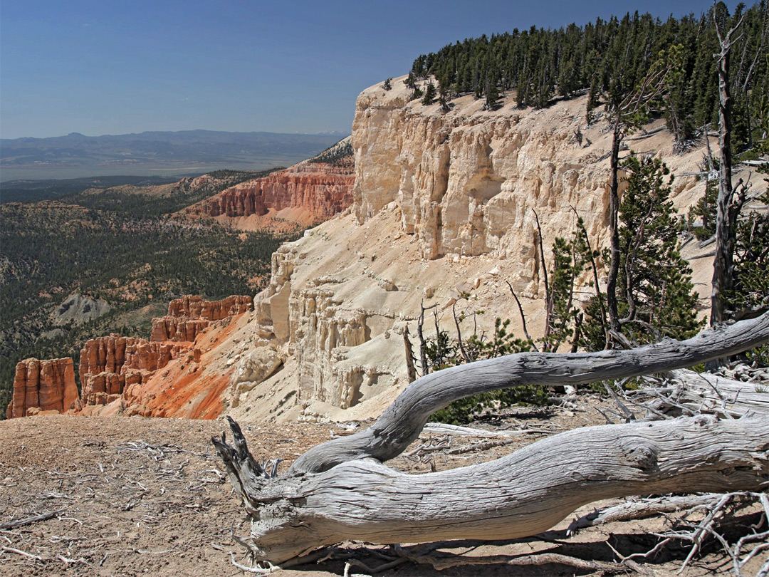 Tree on the rim