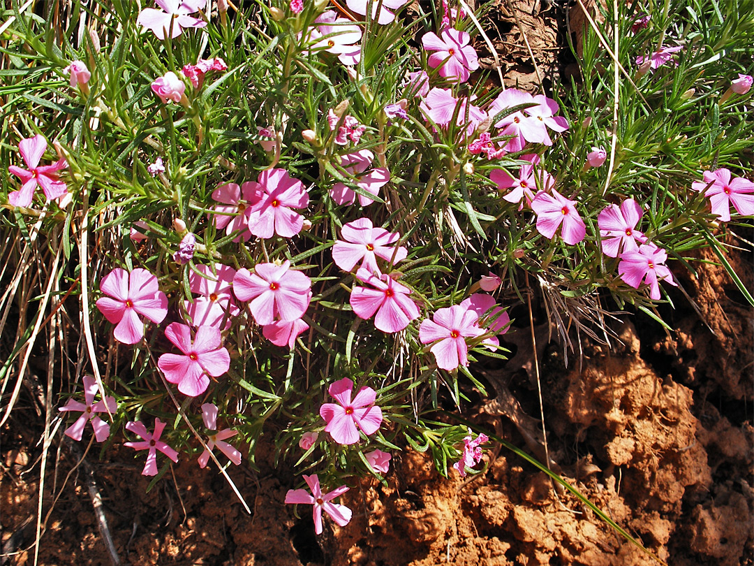 Pink phlox