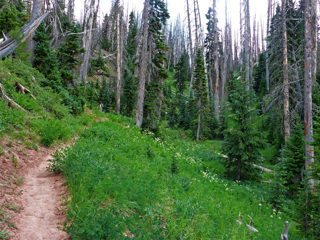 Path through a valley