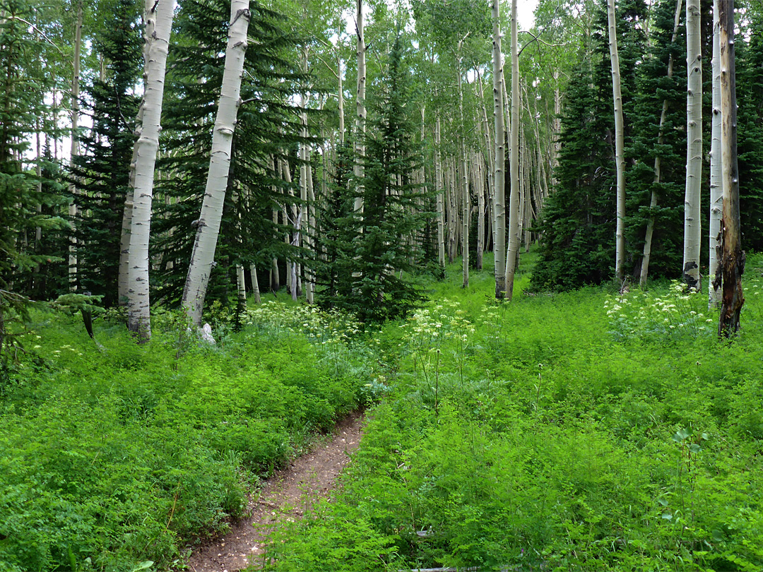 Trail through woodland
