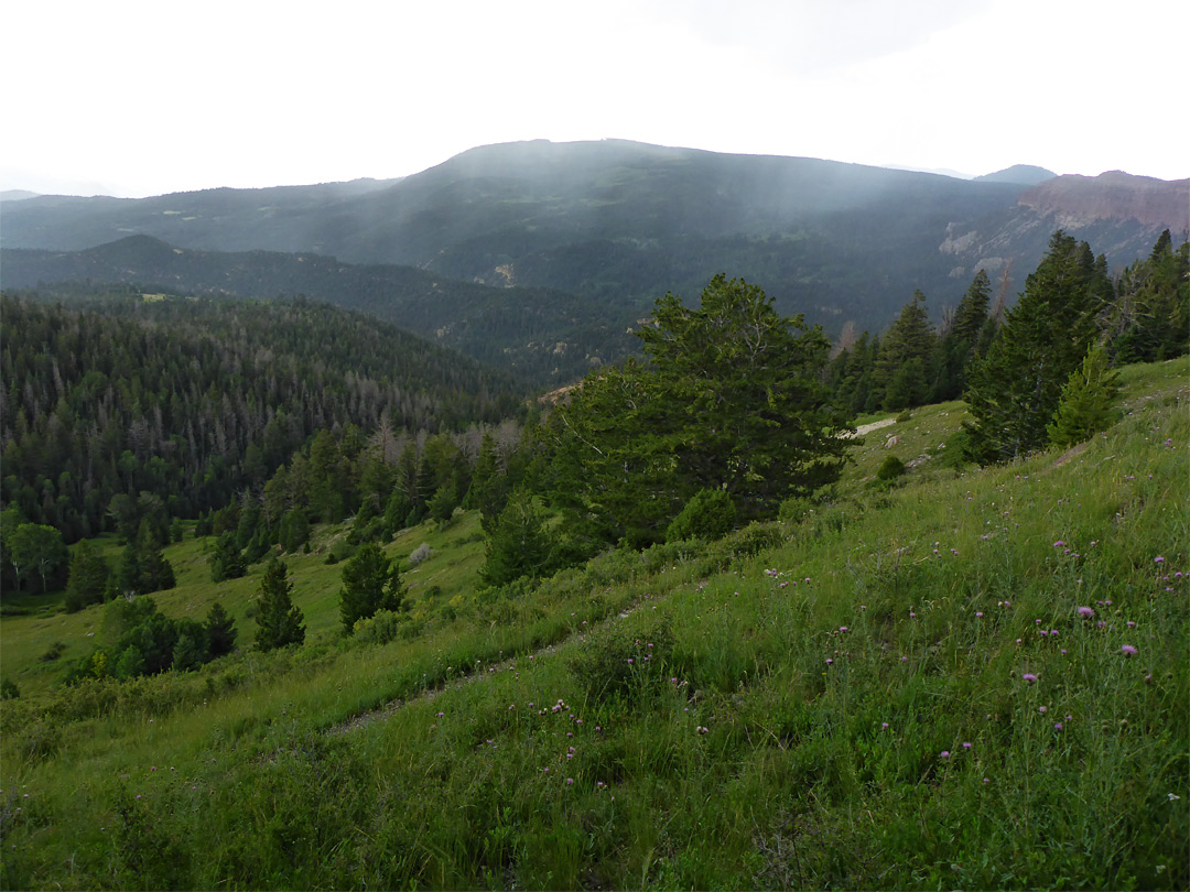 Grassy hillside