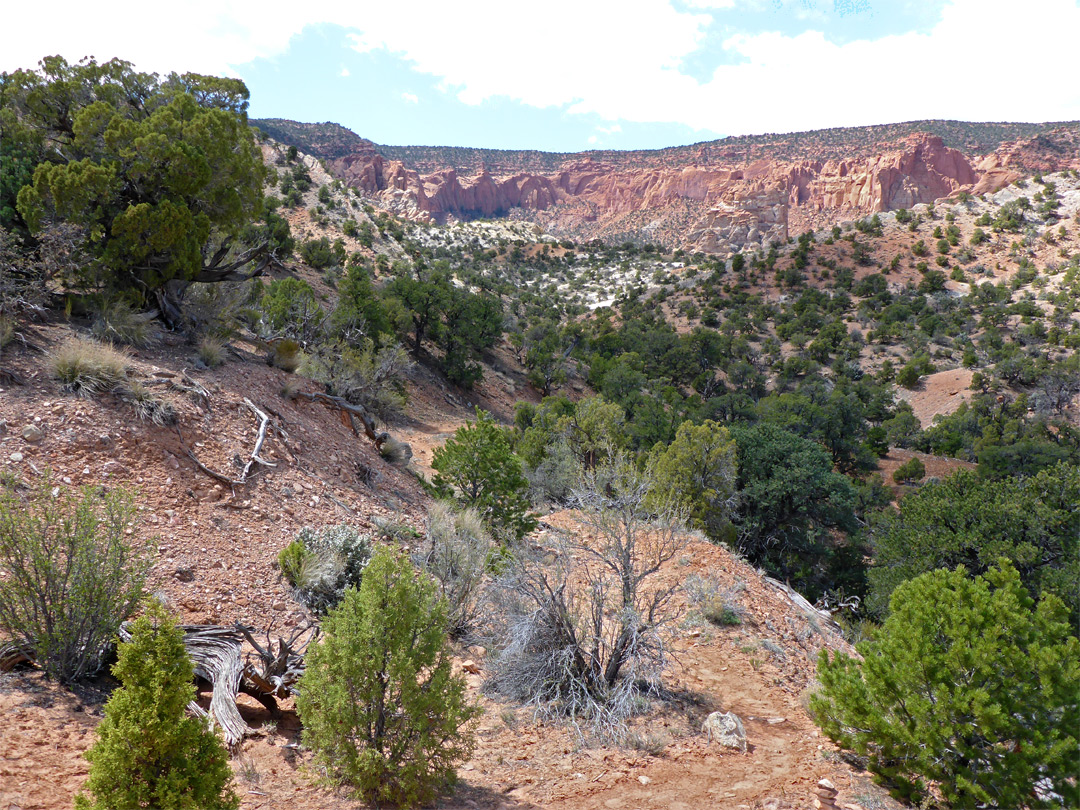 Bushy ridge