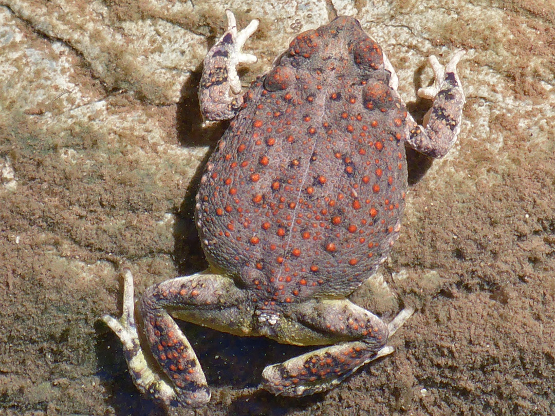 Red-spotted toad