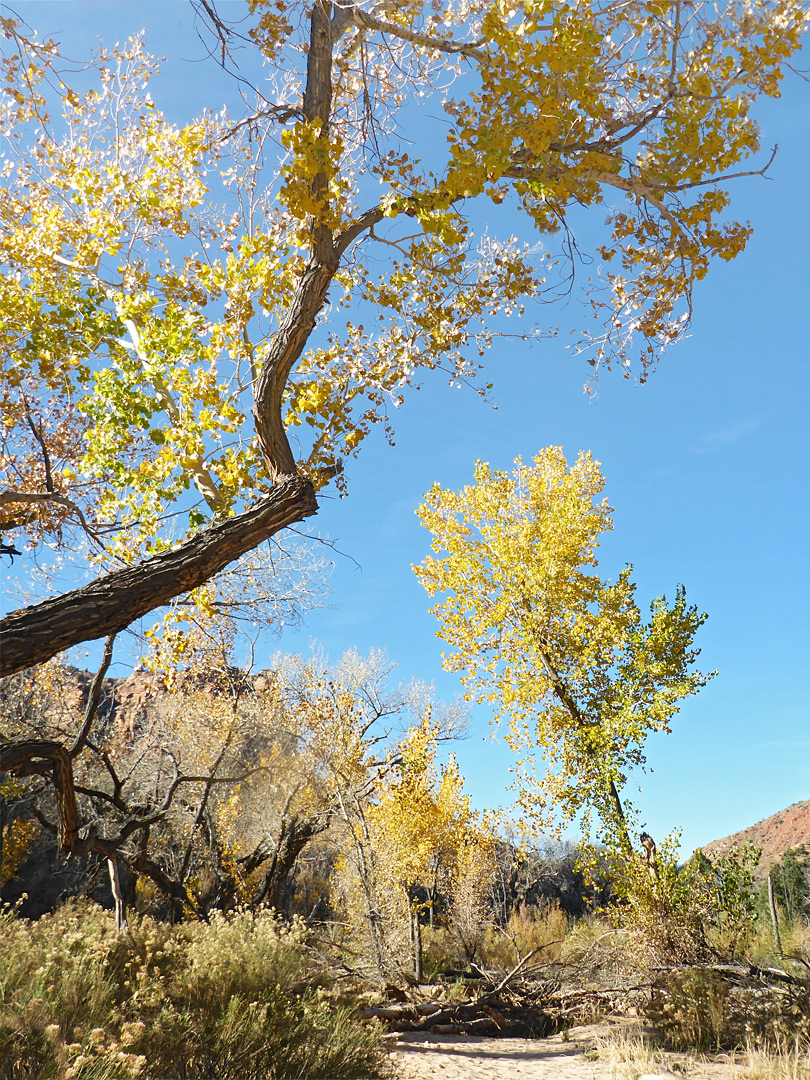 Cottonwoods and rabbitbrush