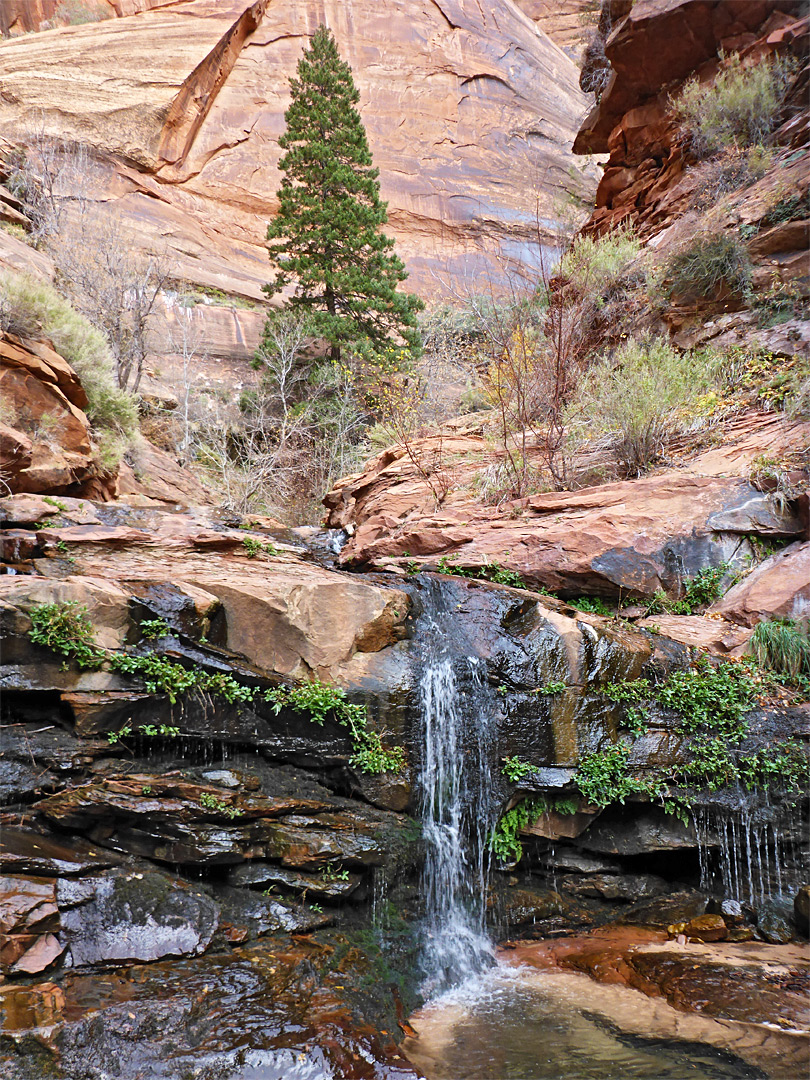 Pine above a waterfall