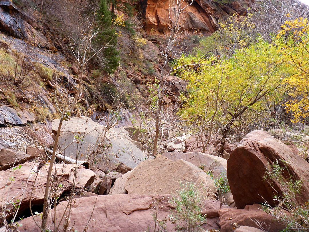 Boulders and trees
