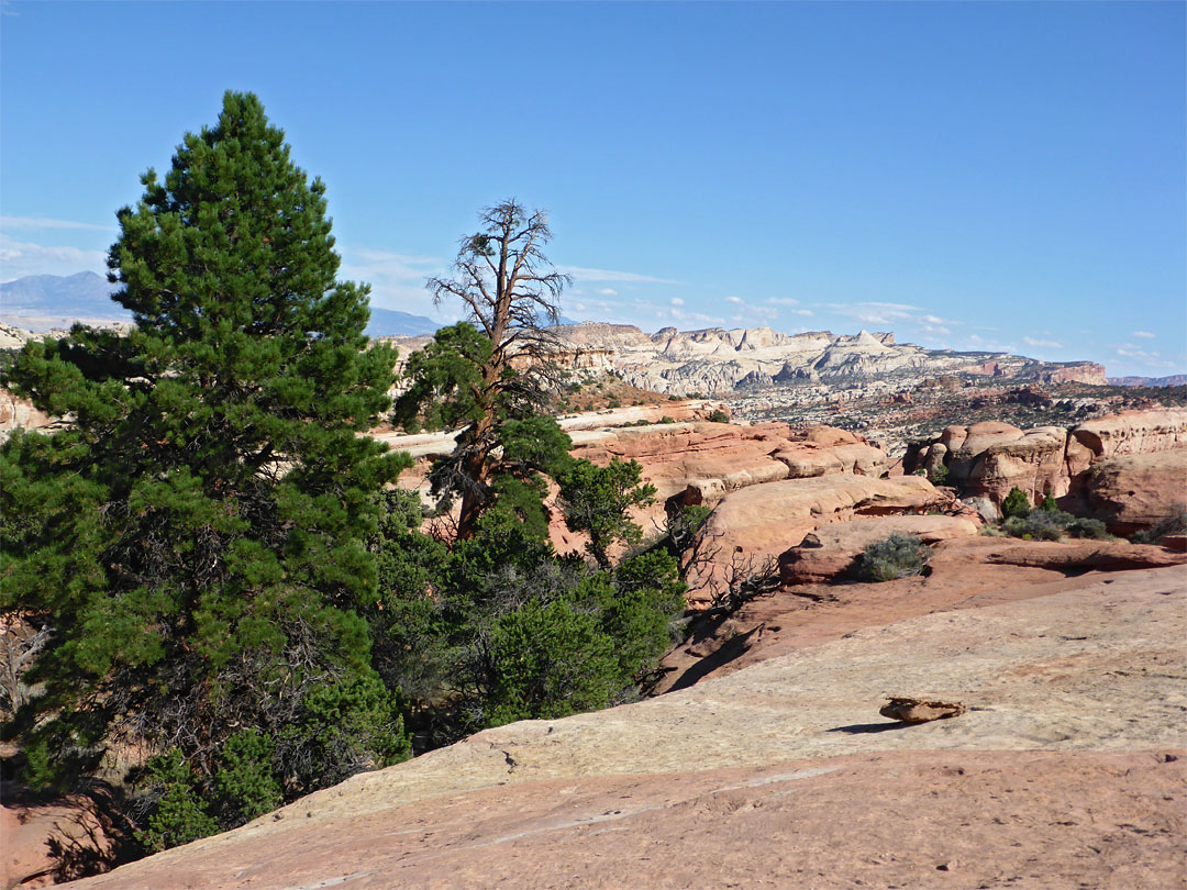 Ponderosa pine