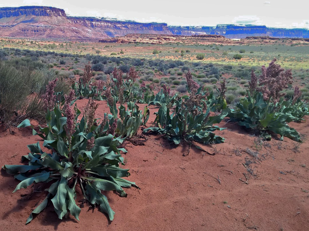 Rumex plants