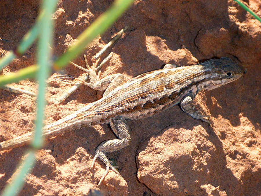 Sagebrush lizard, beside the trail