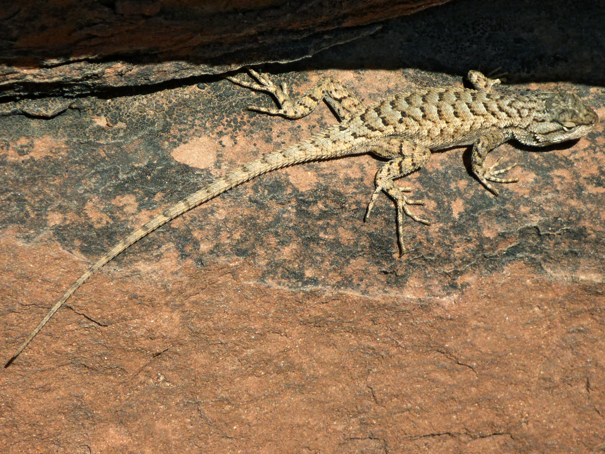 Northern sagebrush lizard