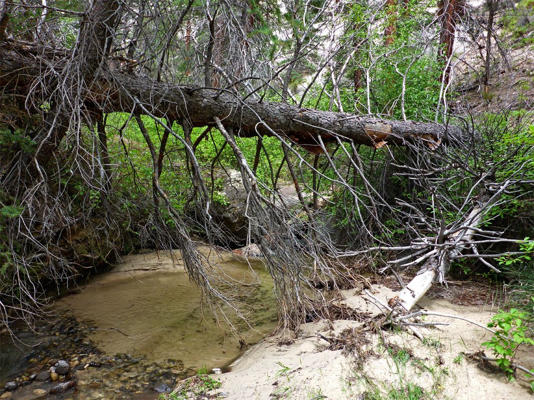 Fallen tree