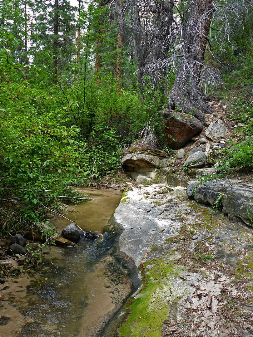 Tree and rocks