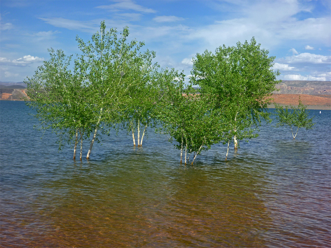 Aspen trees in the water