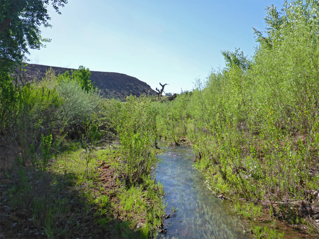 The river corridor