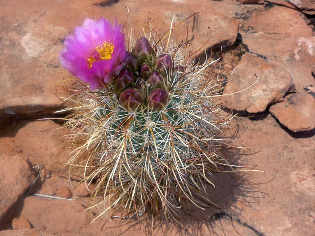 Sclerocactus flower