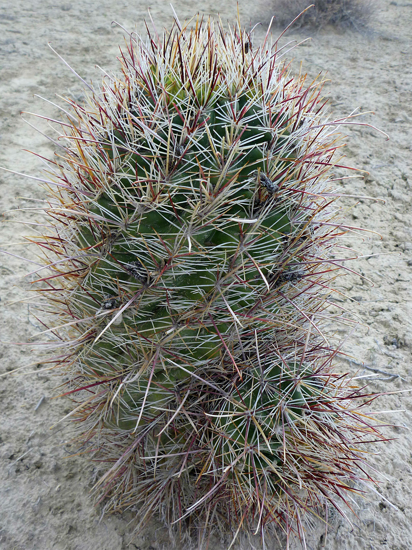 Sclerocactus parviflorus