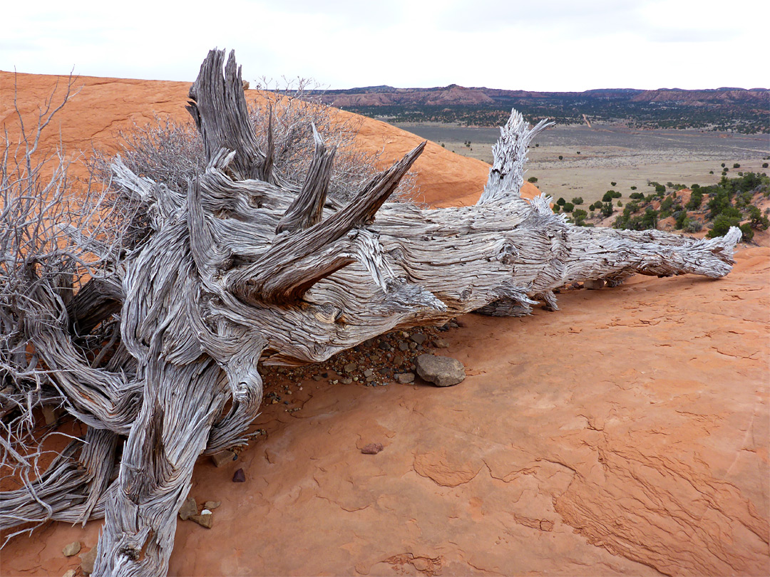 Ancient tree