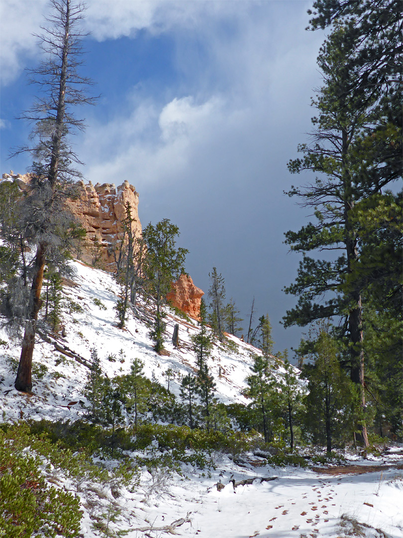 Snowy hillside