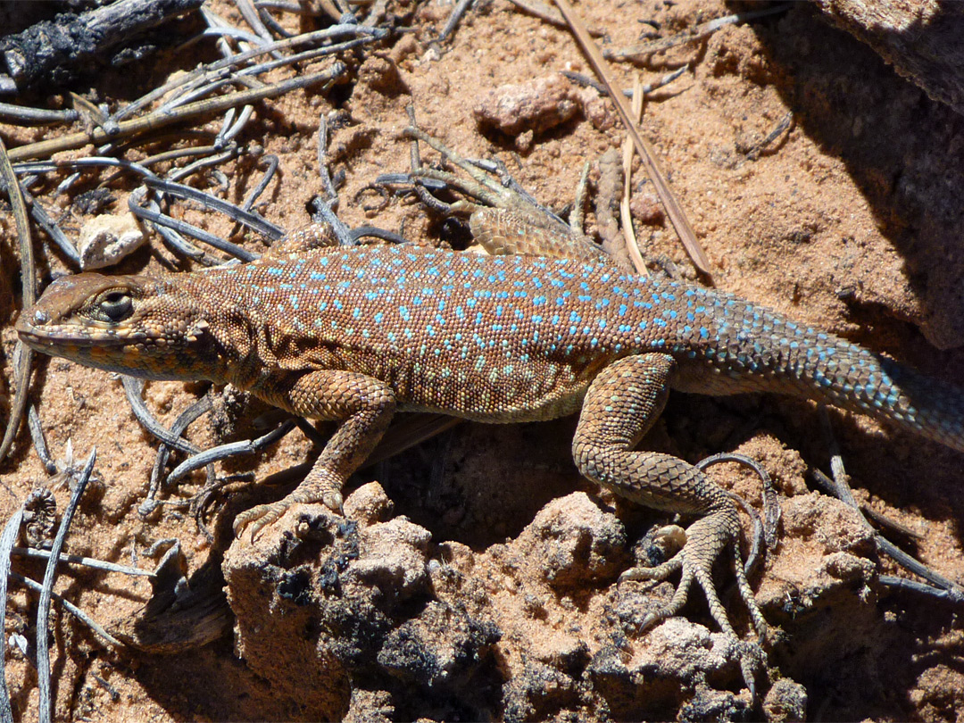 Side blotched lizard