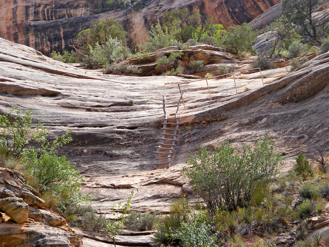 Ladder on the path to Sipapu