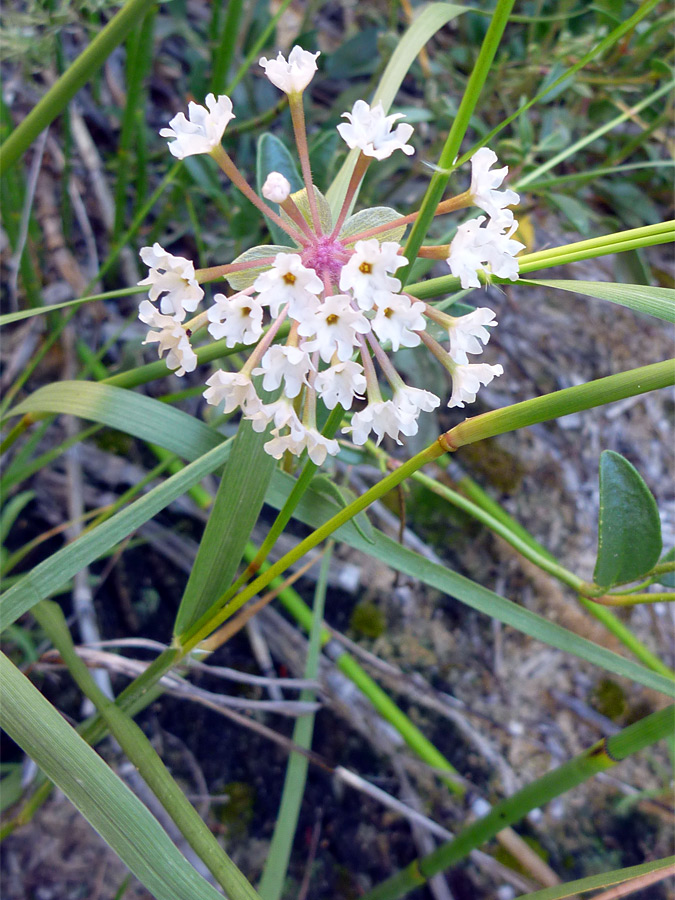 White flowers