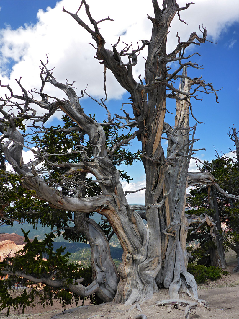 Bristlecone pine