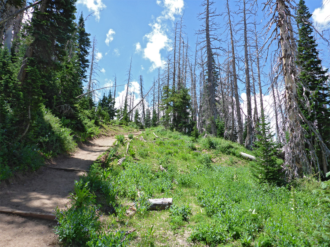 Steps on the trail