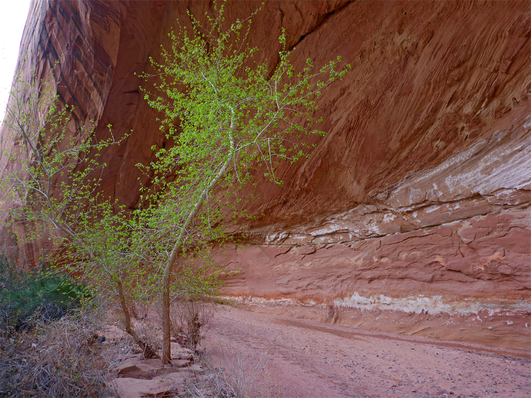 Leaning tree