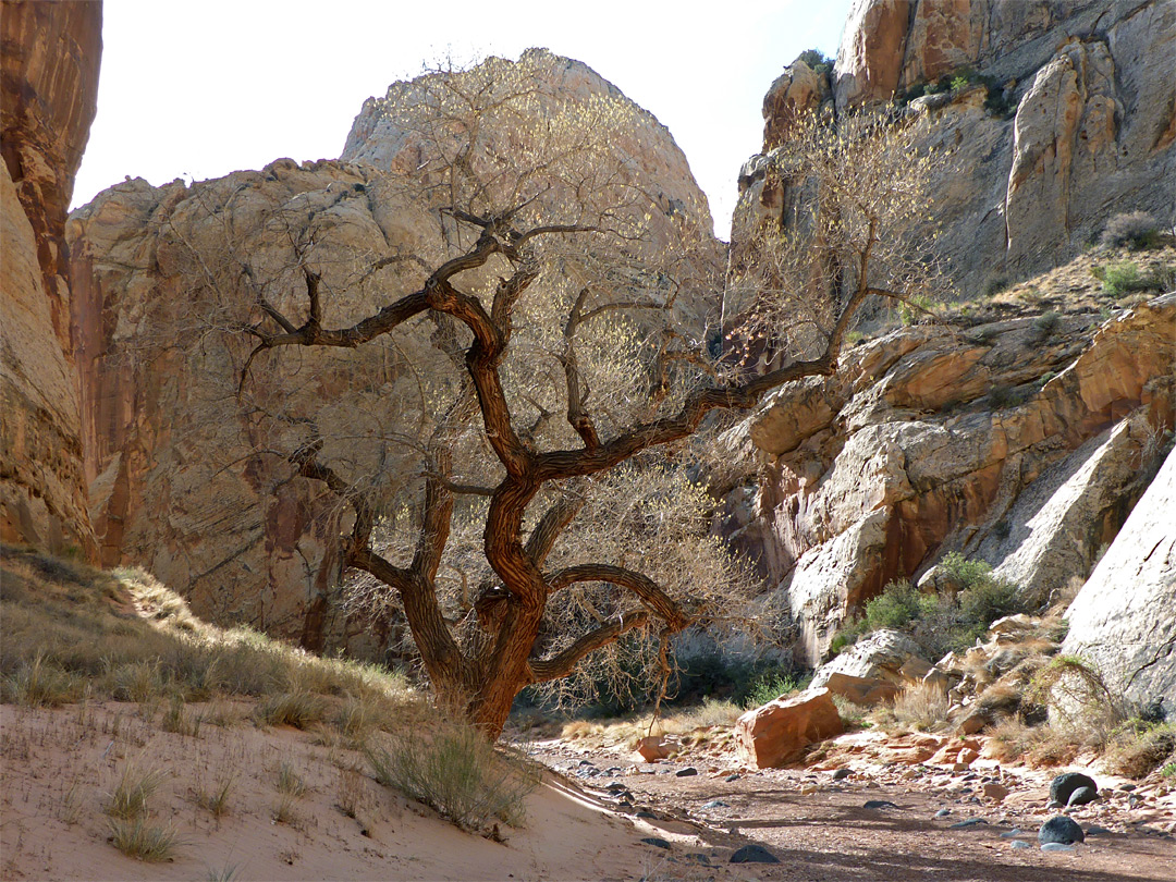 Cottonwood tree