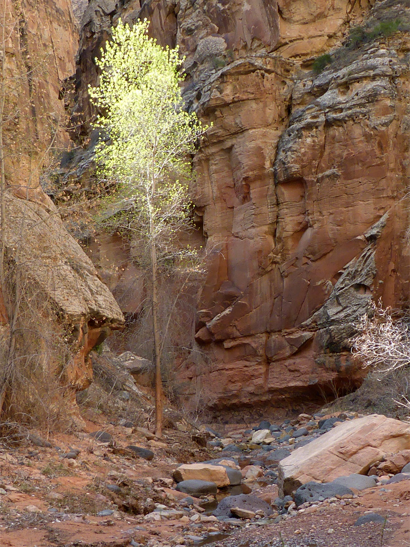 Tree and cliffs