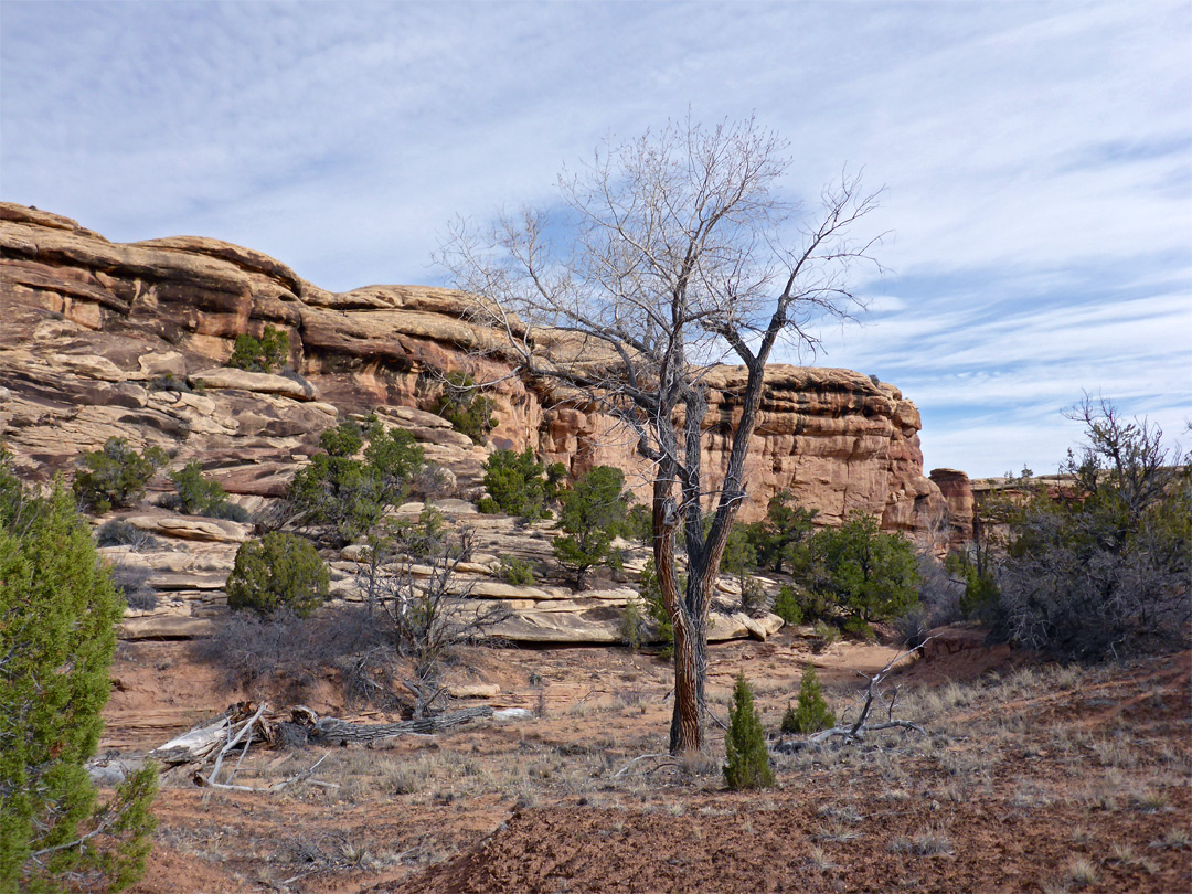 Cliffs in Squaw Canyon
