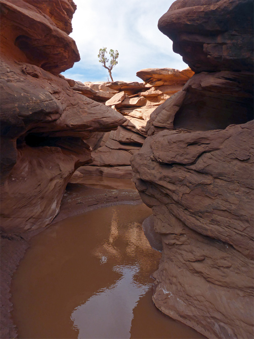 Tree above a pool