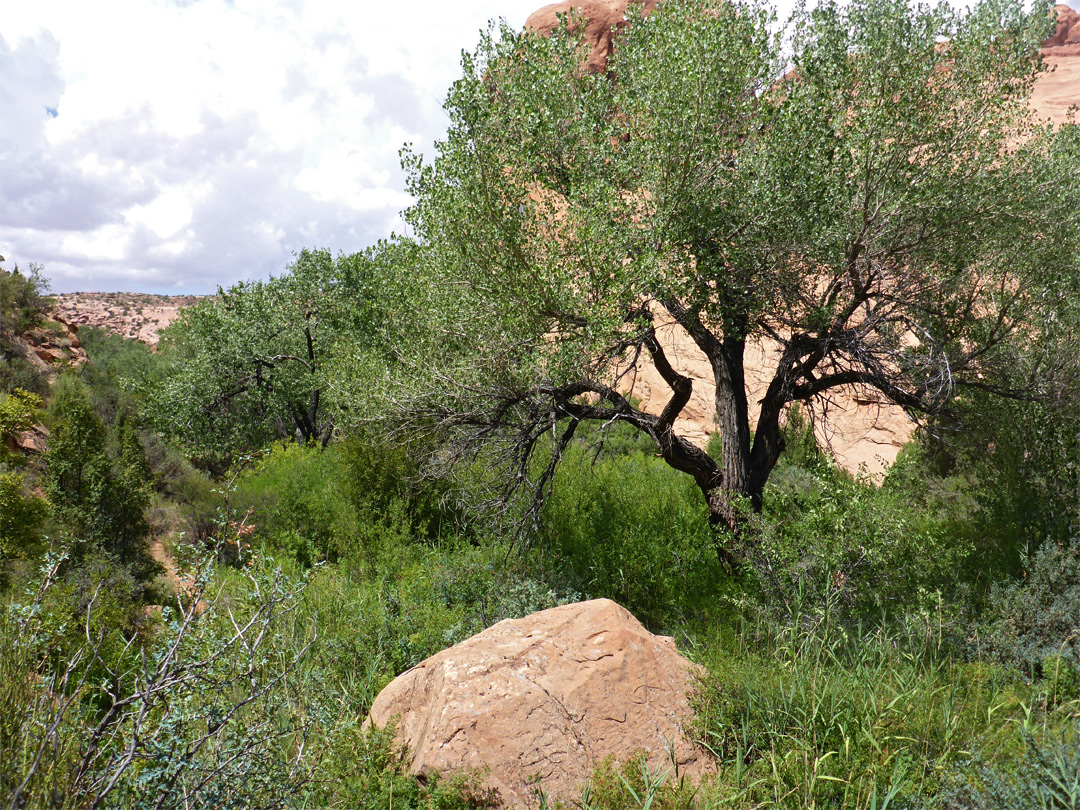 Overgrown canyon