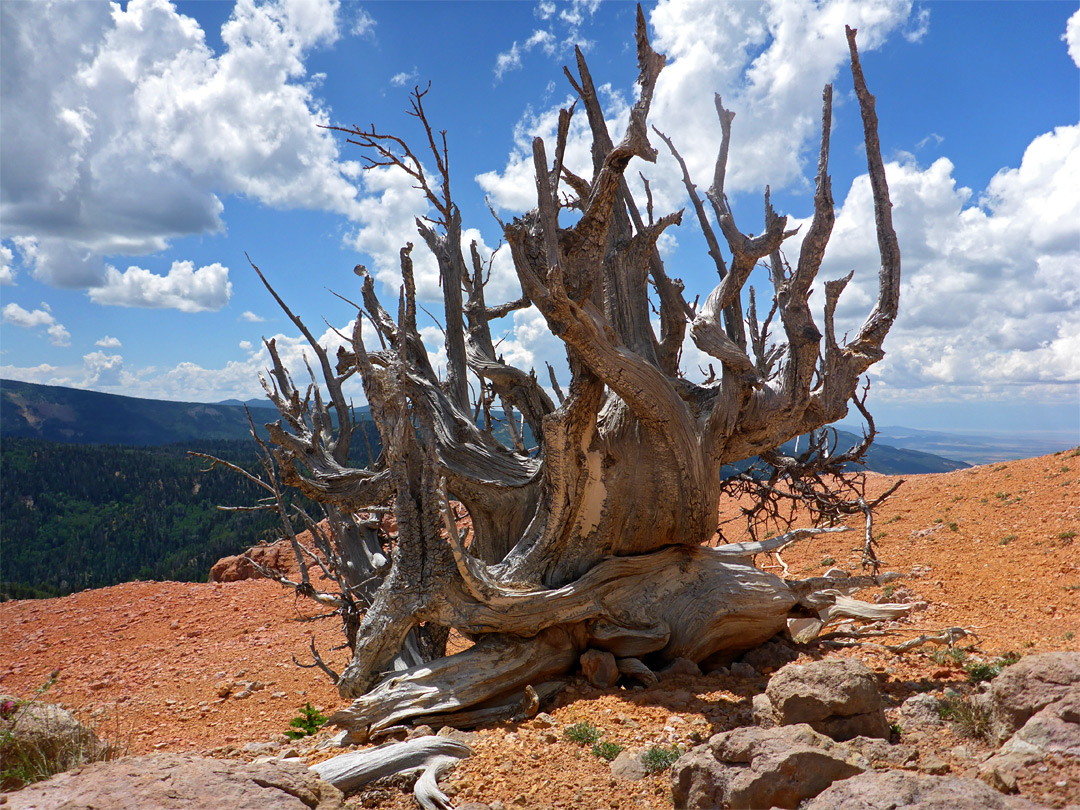 Ancient pine tree