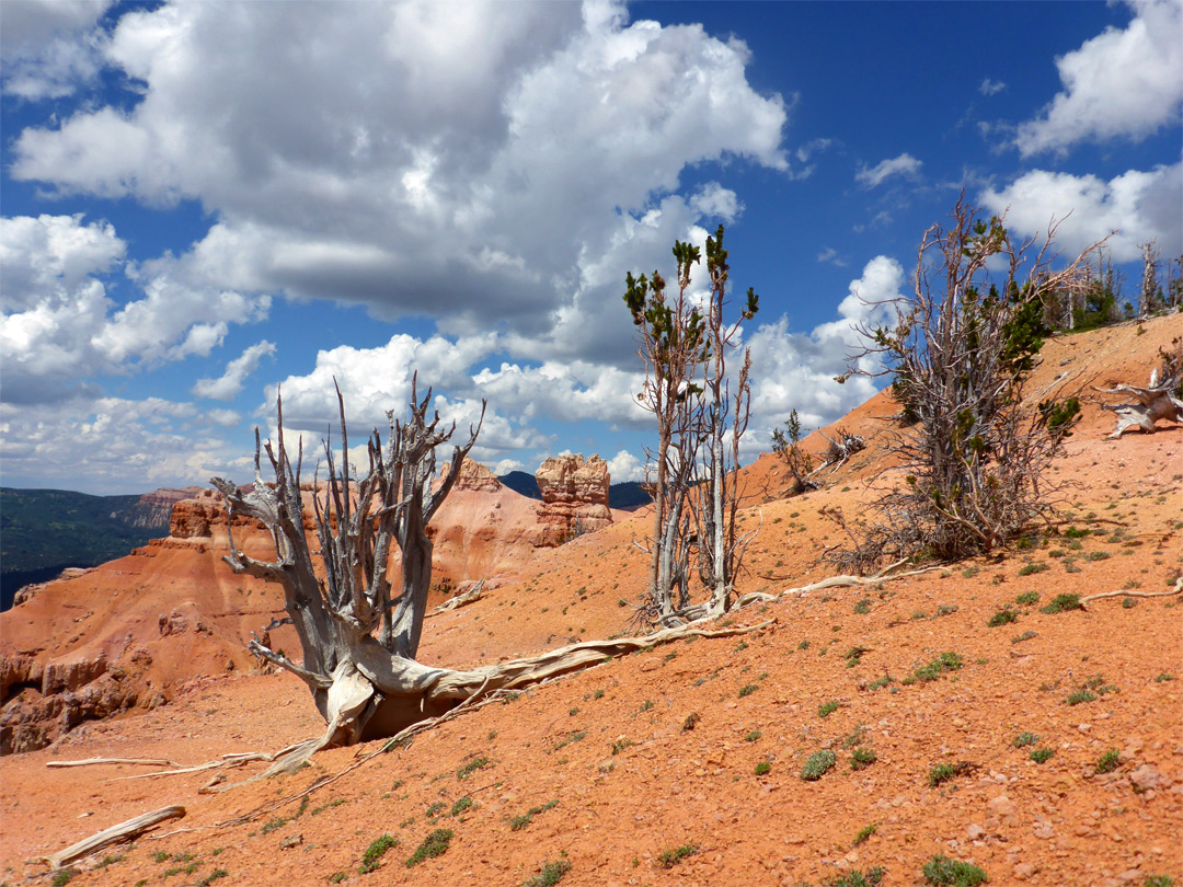 Three trees