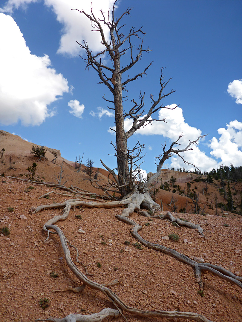 Dead tree