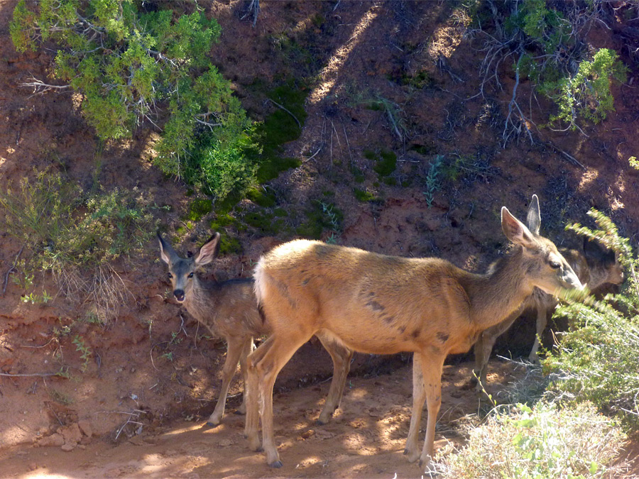 Mule deer