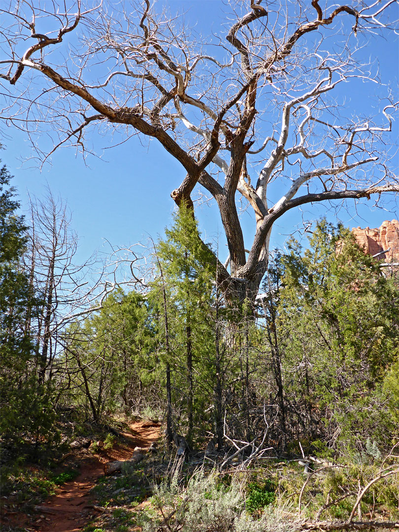 Dead tree