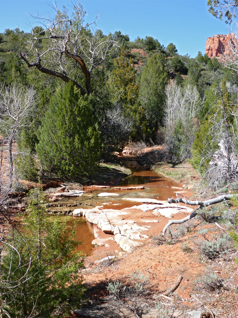 Wooded stream