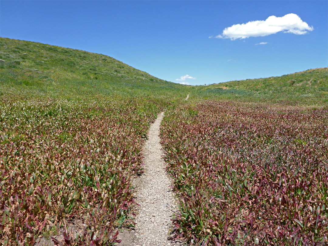 Reddish plants