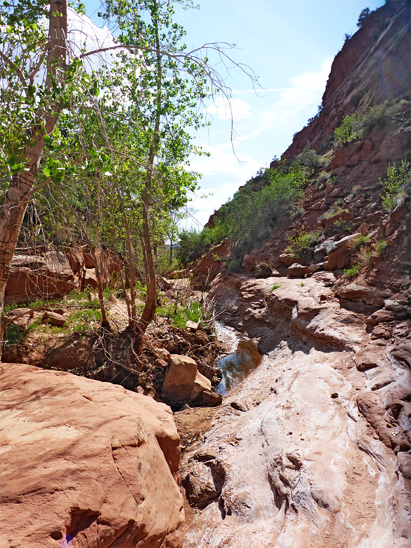 Trees in the canyon