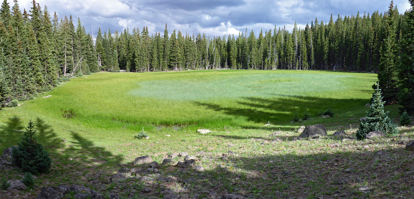 Grassy pond