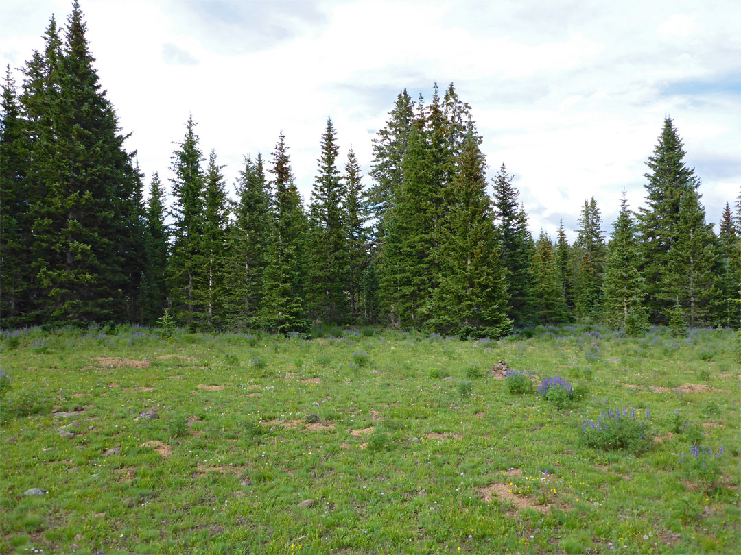 Meadow on the plateau